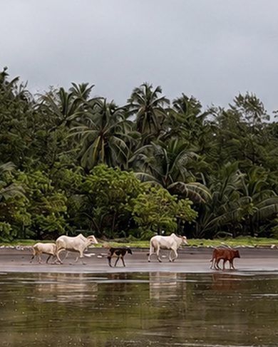 Palms and cattle on a beach in Dapoli