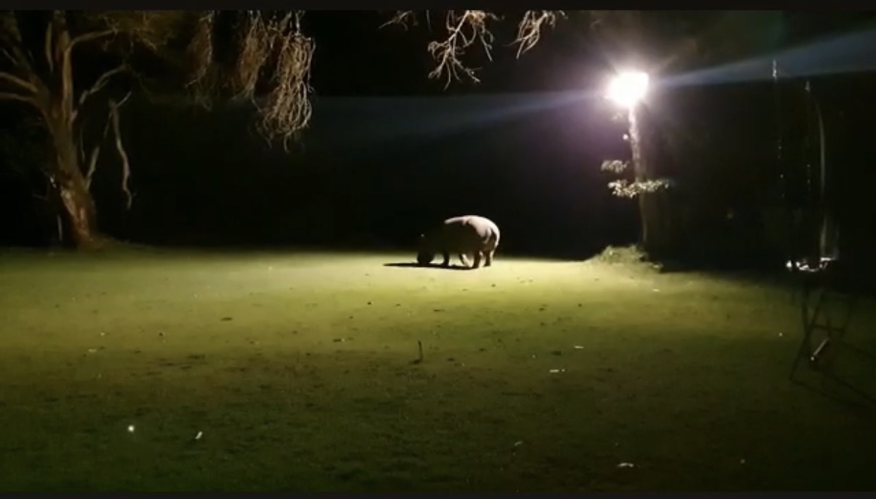 Baby hippo gave us a visit while our stay at Lake Naivasha country club hotel.