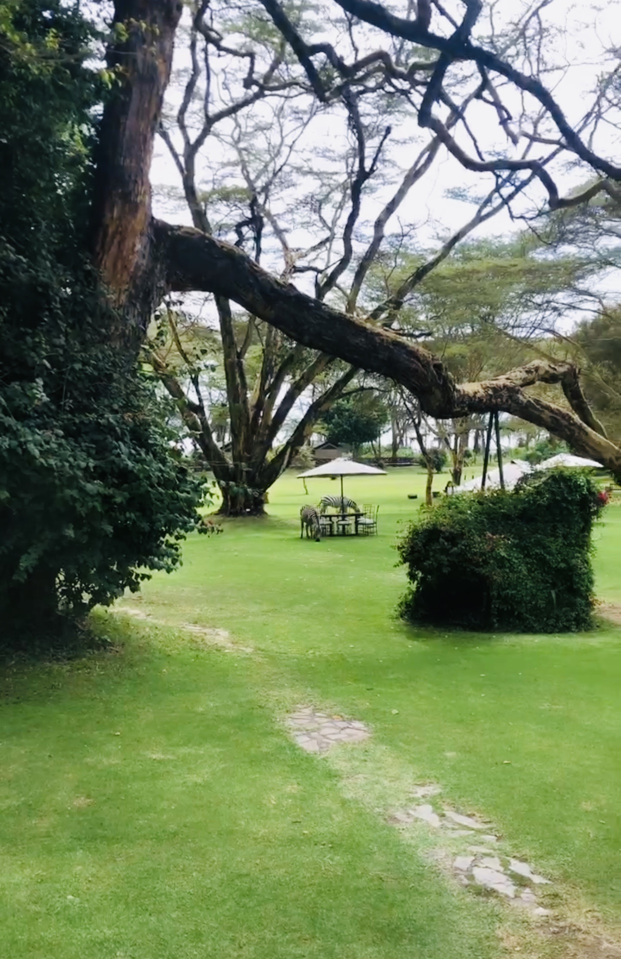 Lake Naivasha Country Club Lawn