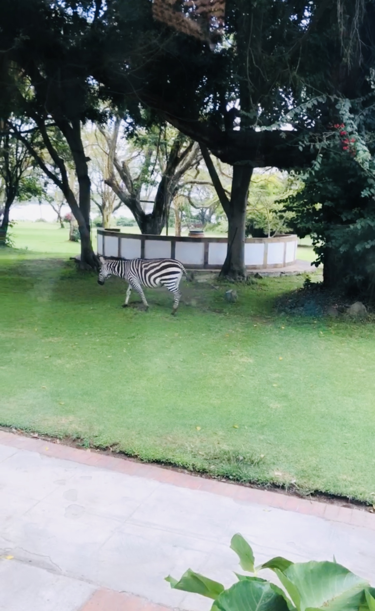 Lake Naivasha Country Club Lawn