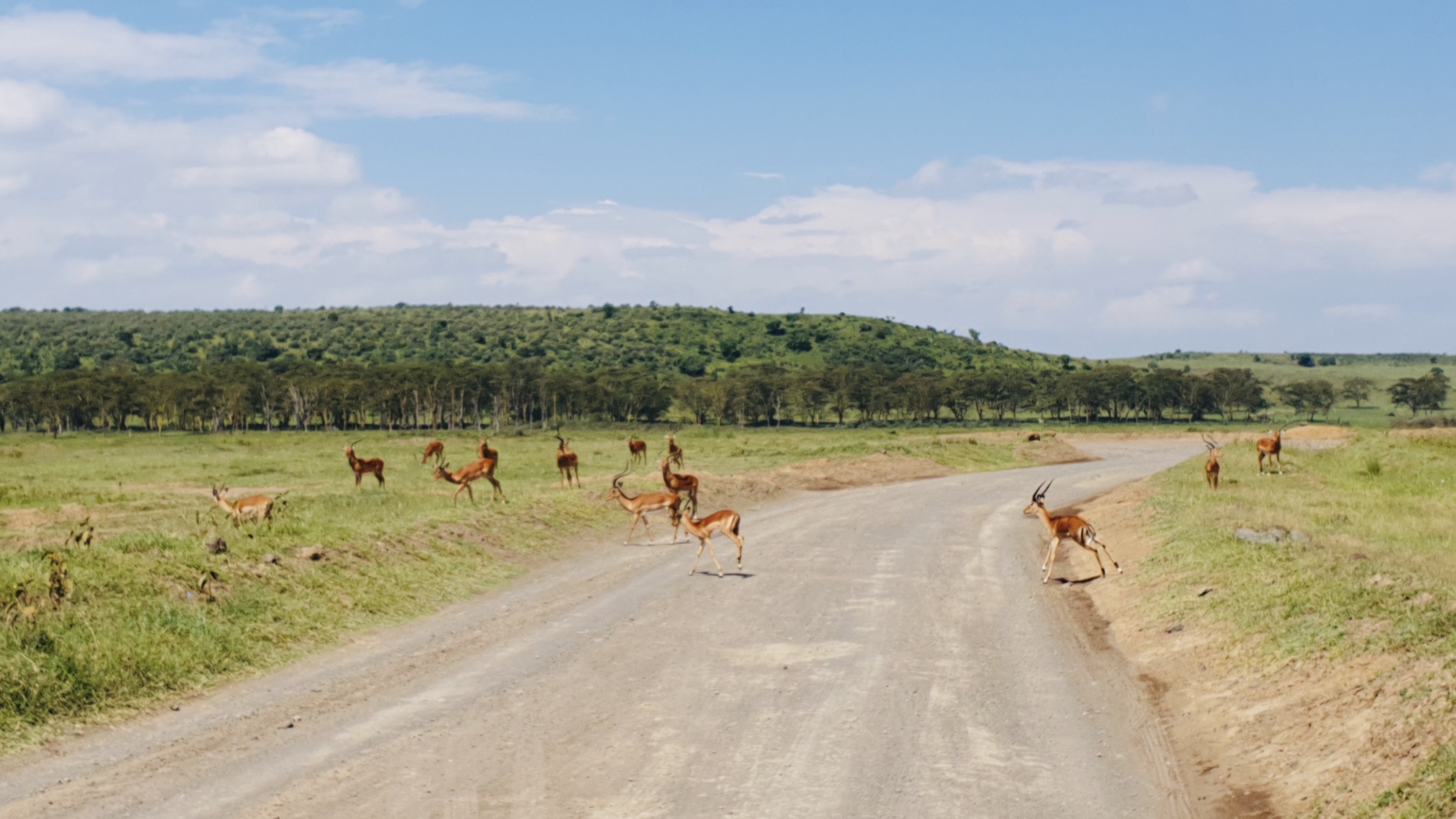 Lake Nakuru NAtional Park - Deers