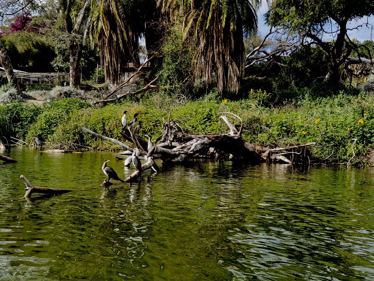 Birds & Pelicans at Lake Naivasha